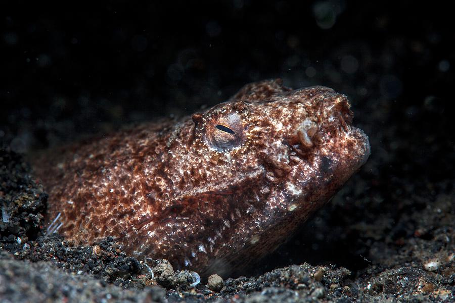 Fish Photograph - Reptilian Snake Eel #1 by Ethan Daniels