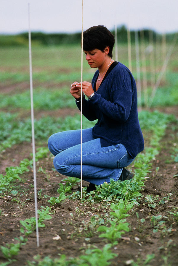 Researcher Studying Genetically Modified Crops #1 Photograph by Chris Knapton/science Photo Library