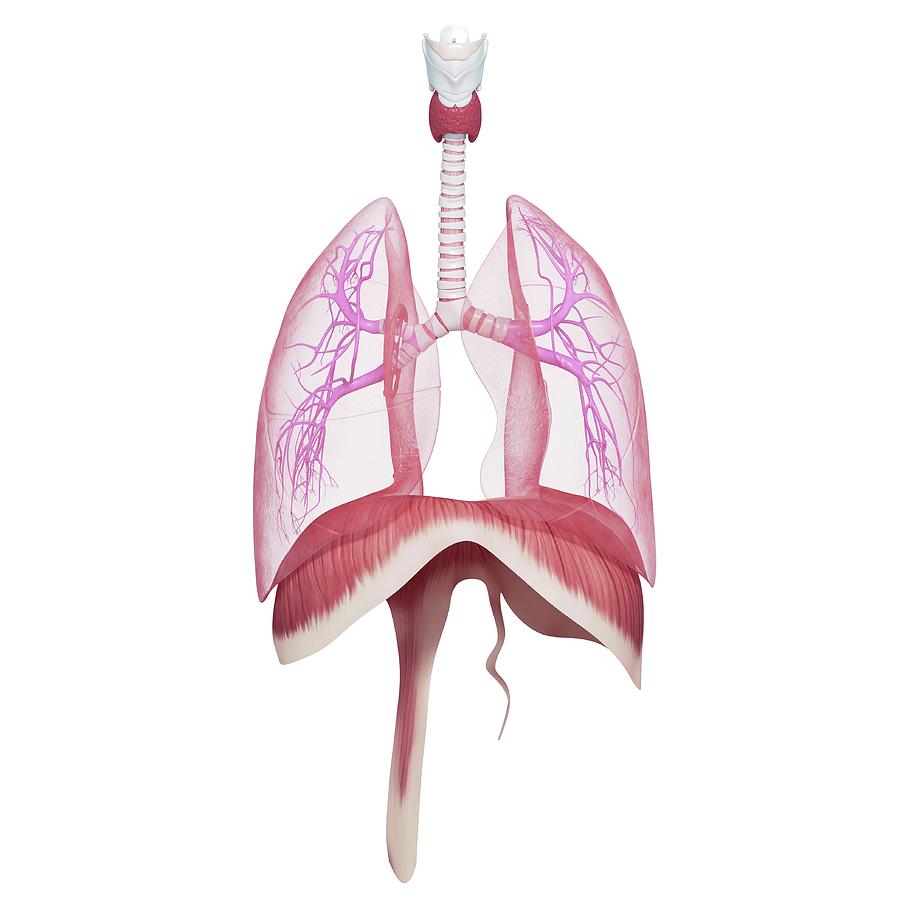 Respiratory System Photograph By Pixologicstudioscience Photo Library