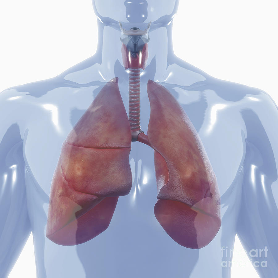 Internal Organs Photograph - Respiratory System #1 by Science Picture Co