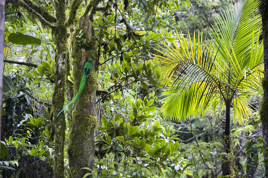 Resplendent Quetzal Male At Nest Costa #1 Photograph by Konrad Wothe