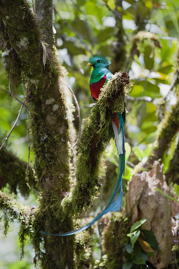 Resplendent Quetzal Male Costa Rica Photograph by Konrad Wothe