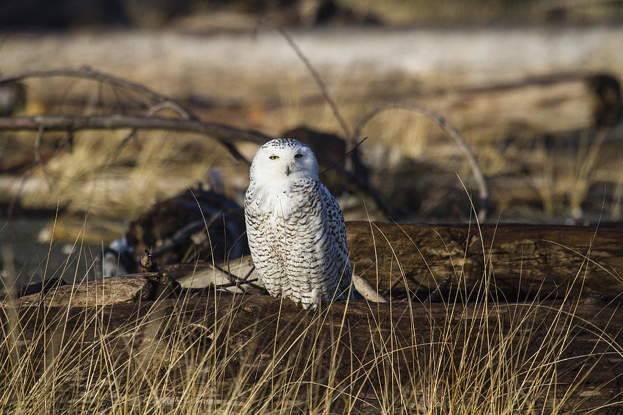 Owl Photograph - Resting #1 by Doug Lloyd