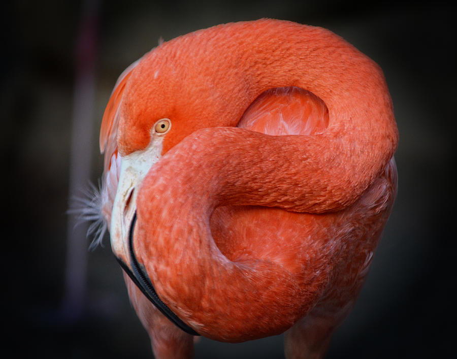Resting Flamingo #2 Photograph by Maggy Marsh