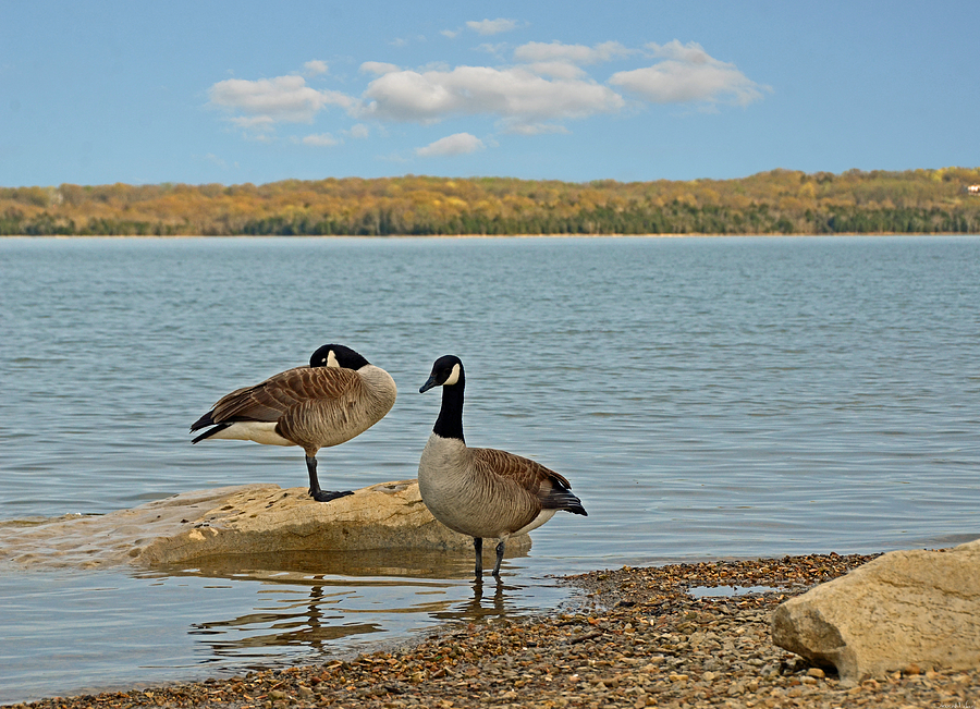 Geese Photograph - Resting #1 by Steven Michael