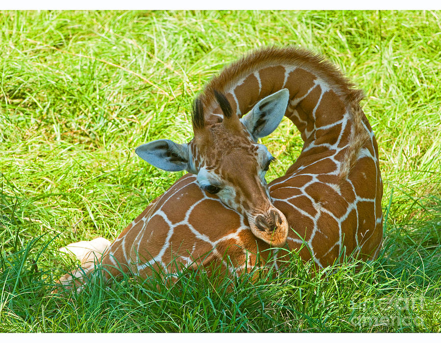 Reticulated Giraffe 6 Week Old Calf #1 Photograph by Millard H Sharp