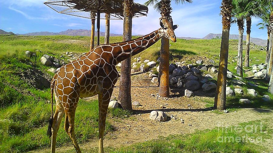 Reticulated Giraffe #1 Photograph by Chris Tarpening