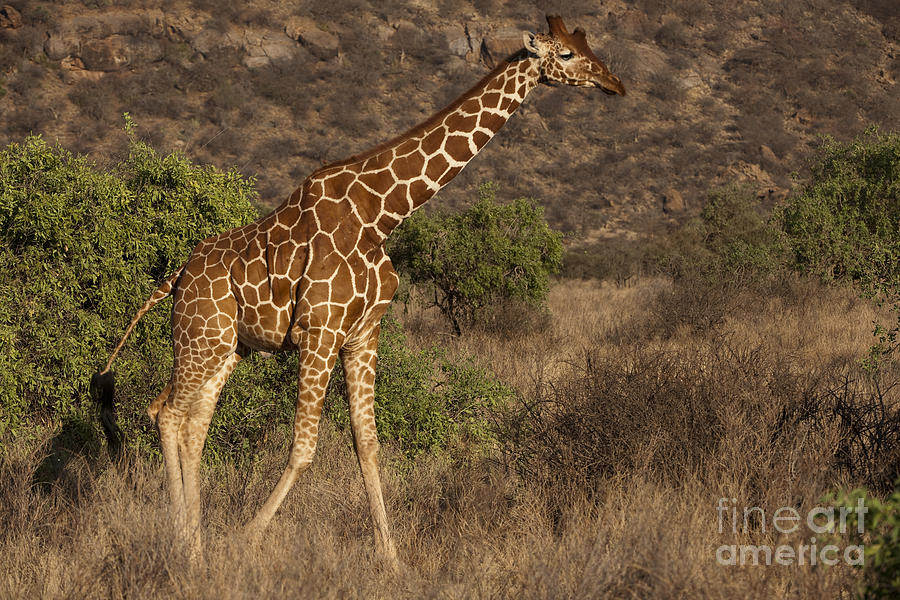 Reticulated Giraffe #1 Photograph by John Shaw