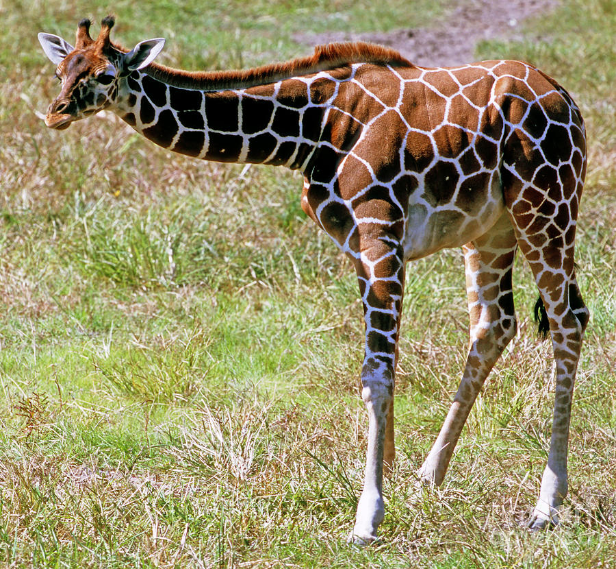 Reticulated Giraffe Photograph By Millard H. Sharp - Pixels