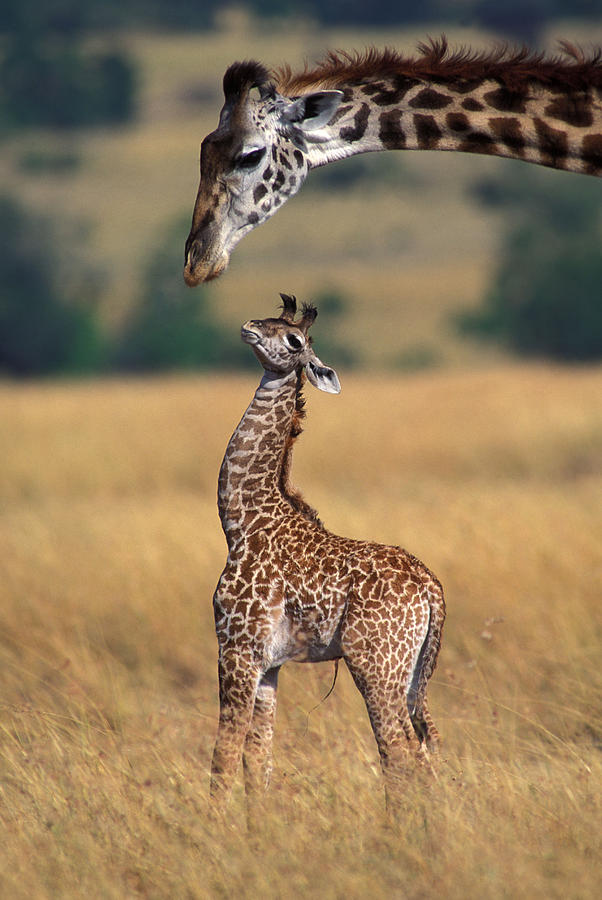 Reticulated Giraffe With Young #1 Photograph by Jean-Michel Labat
