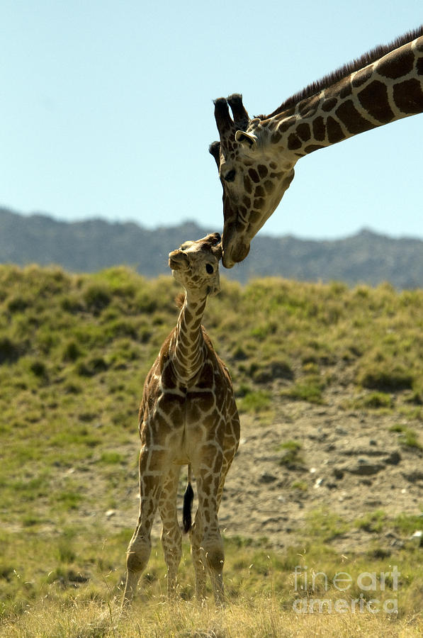 Reticulated Giraffes #1 Photograph by Mark Newman