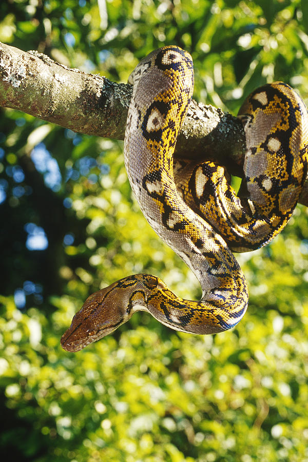 Reticulated Python #1 Photograph by Steve Cooper