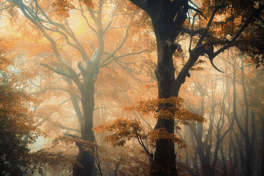 Fall Photograph - Reverse And Forward #1 by Ildiko Neer