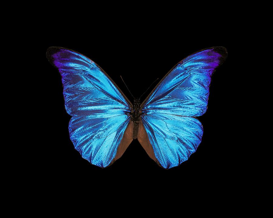 Rhetenor blue morpho butterfly #1 Photograph by Science Photo Library