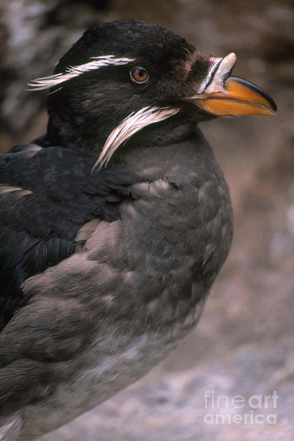 Rhinoceros Auklet #1 Photograph by Art Wolfe