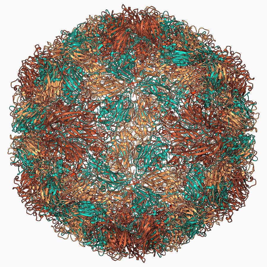 White Background Photograph - Rhinovirus Capsid #1 by Laguna Design/science Photo Library