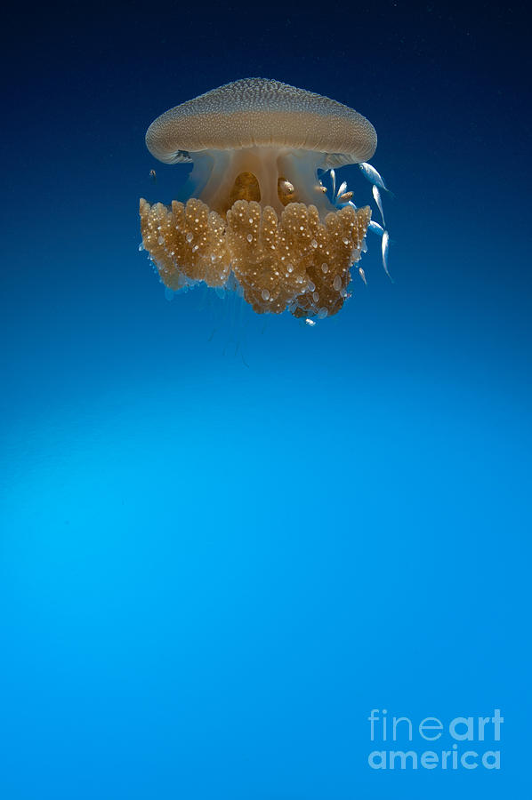 Wildlife Photograph - Rhizostome Jellyfish, Tulamben, Bali #1 by Steve Jones