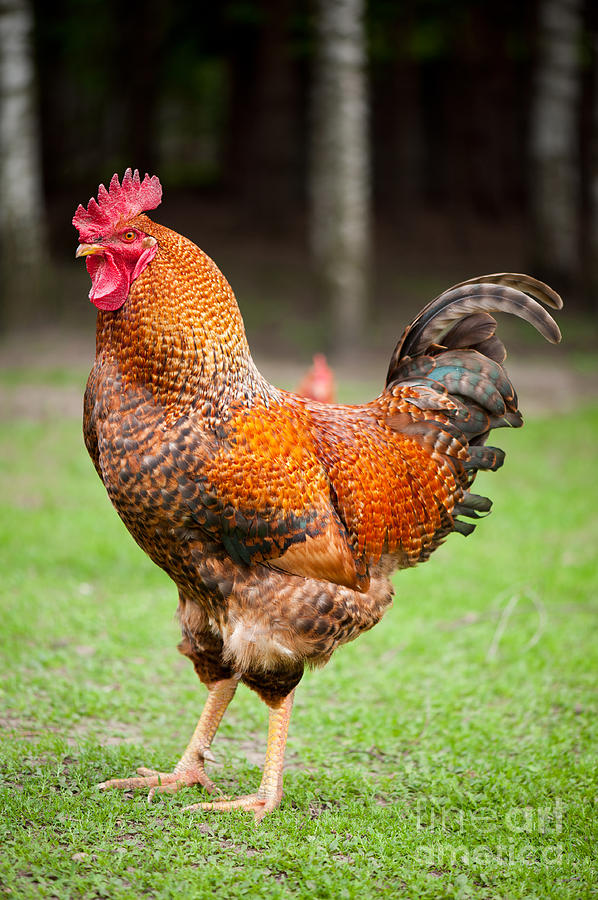 Red cock. Ред Фокс куры. Rhode Island Red.