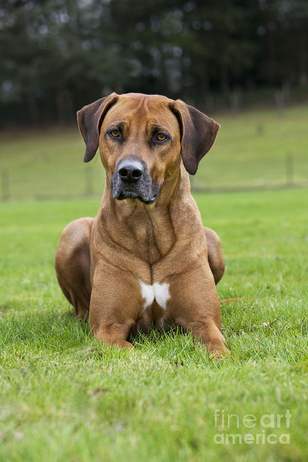 Rhodesian Ridgeback Photograph by Johan De Meester - Fine Art America