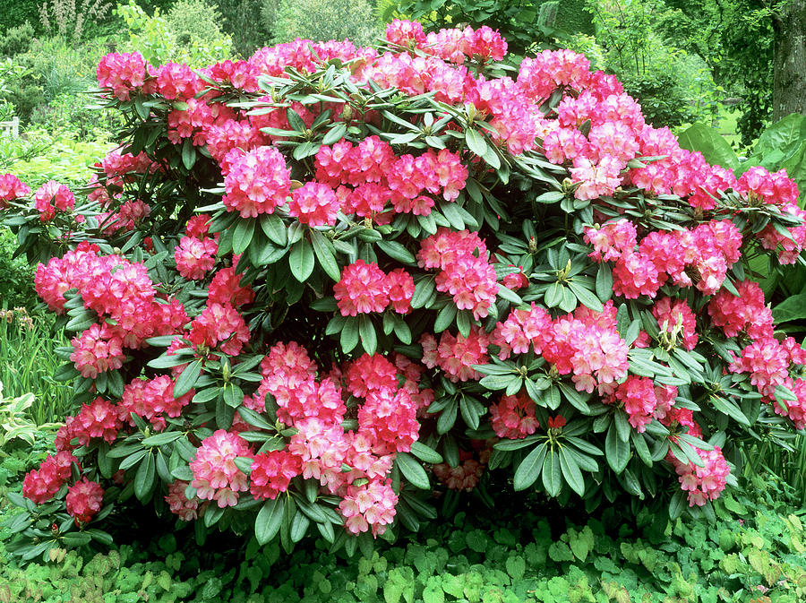Rhododendron 'fantastica' Photograph by Geoff Kidd/science Photo ...