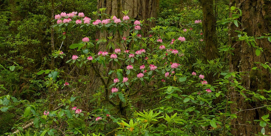 Color Image Photograph - Rhododendron Flowers And Redwood Trees by Panoramic Images Color Image Photograph - Rhododendron Flowers And Redwood Trees by Panoramic Images