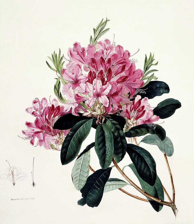Rhododendron Flowers #1 Photograph by Natural History Museum, London/science Photo Library