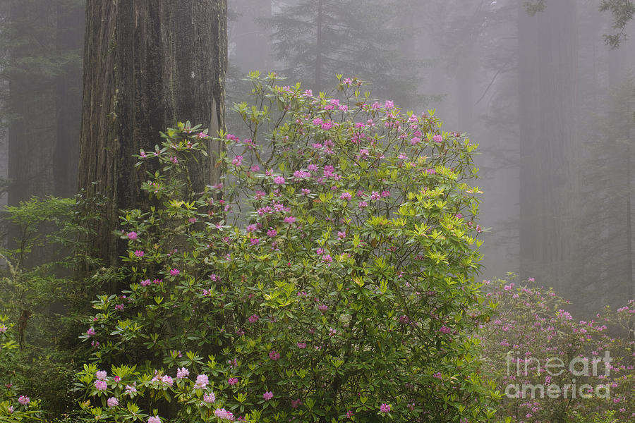 Rhododendron In Del Norte State Park, Ca #1 Photograph by John Shaw