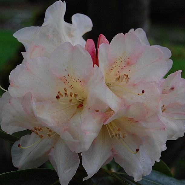 Rhododendron #1 Photograph by Rita Frederick
