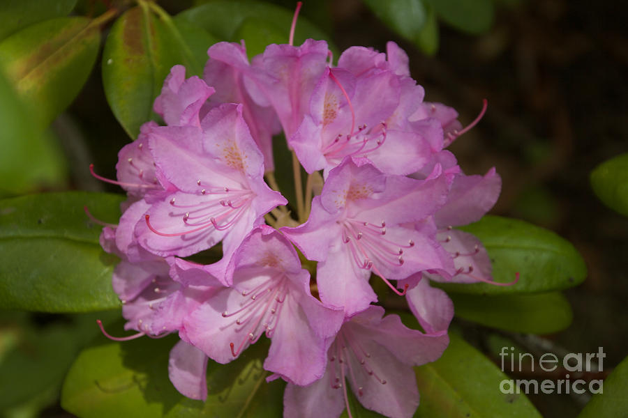 Rhododendron #1 Photograph by William Norton