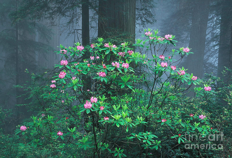 Rhododendrons #1 Photograph by Ron Sanford