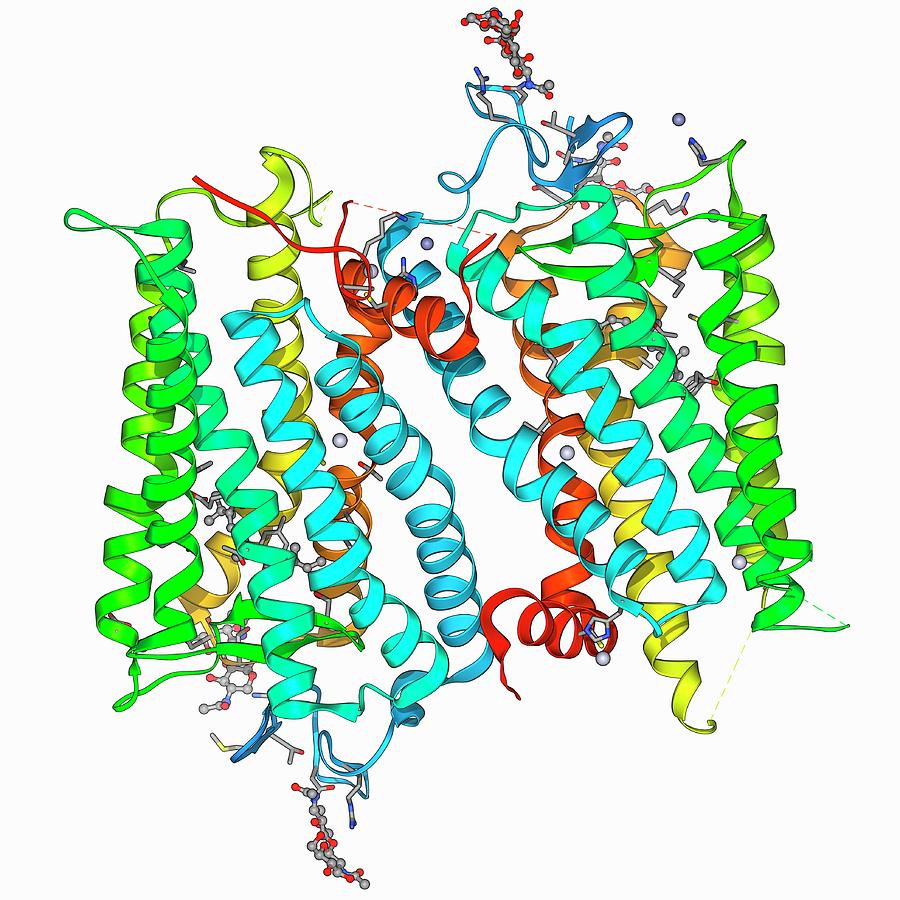 Rhodopsin Molecule #1 By Laguna Design Science Photo Library