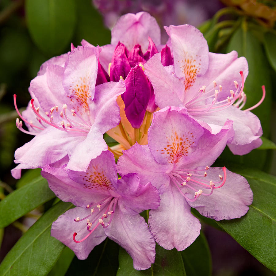 Rhody Photograph by Bill Wakeley - Fine Art America