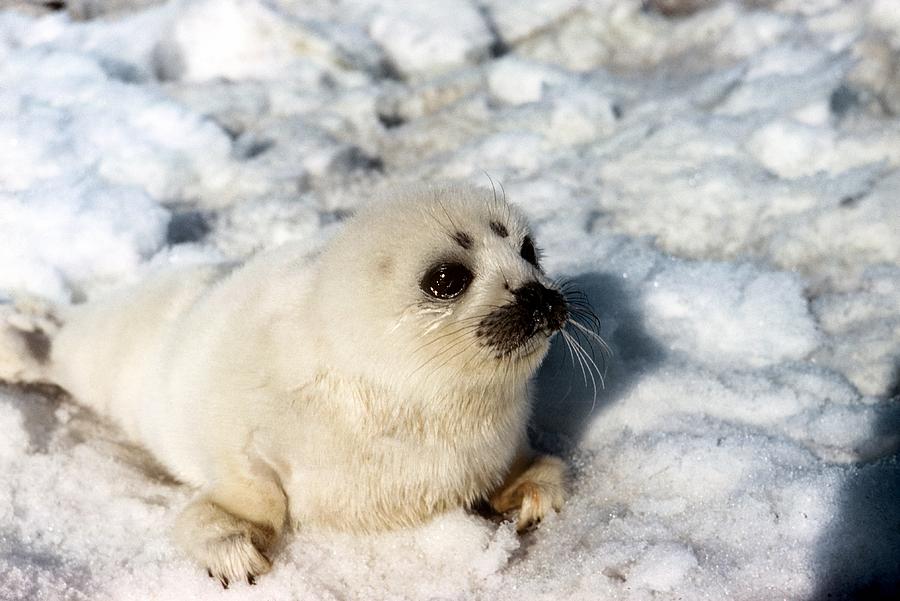 Animal Photograph - Ribbon Seal Pup #1 by Carleton Ray