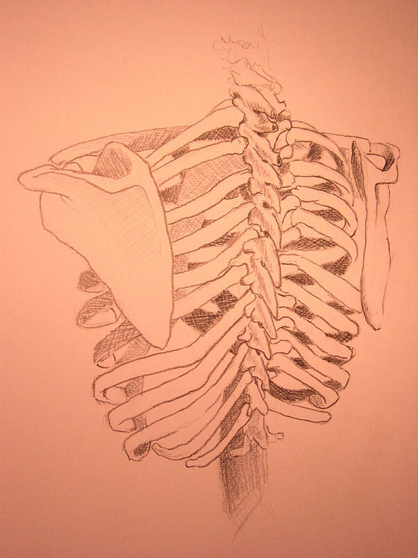 Ribcage Study Drawing By Dawn Henderson Pixels