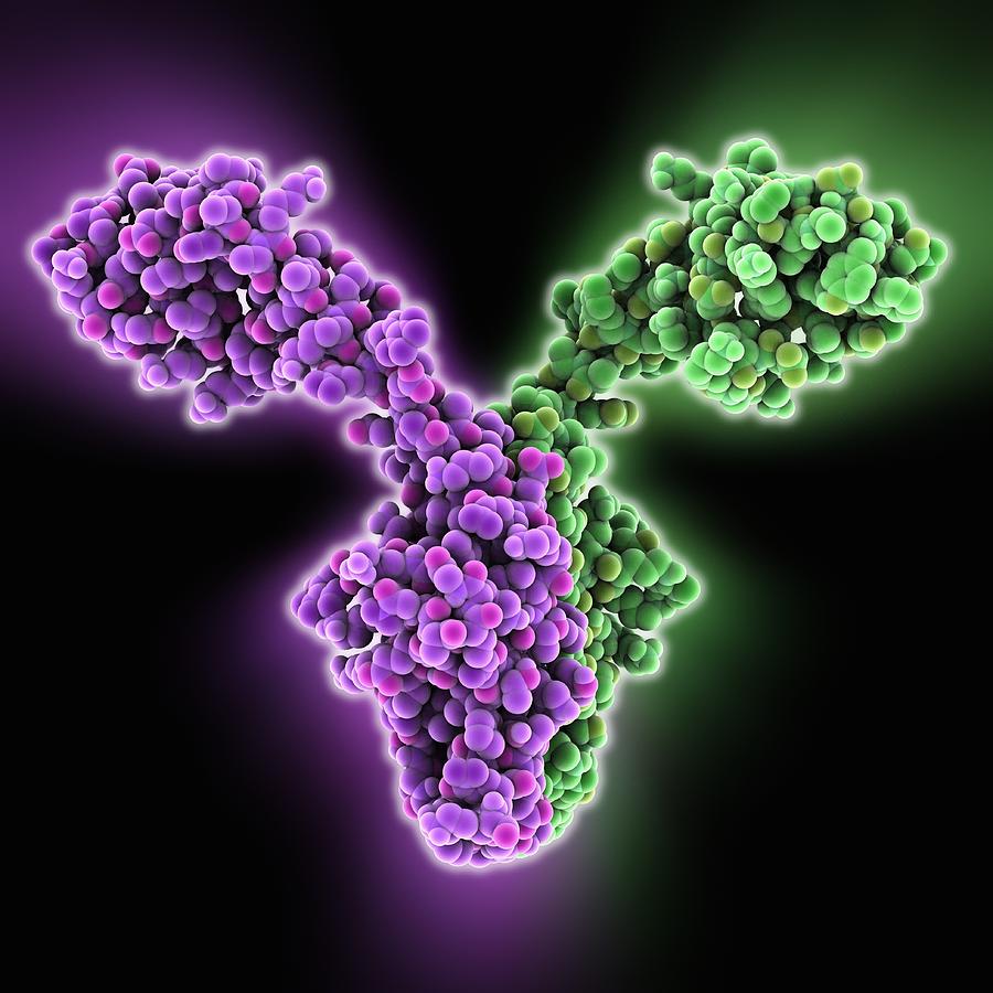 Ribosomal Rna-binding Protein Molecule Photograph By Science Photo 