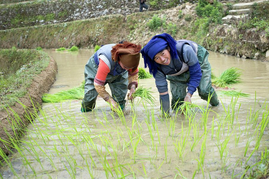 essay about rice cultivation