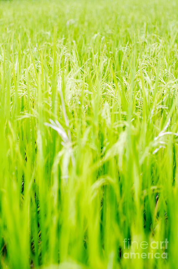 Rice Field Background Photograph by Tuimages - Pixels