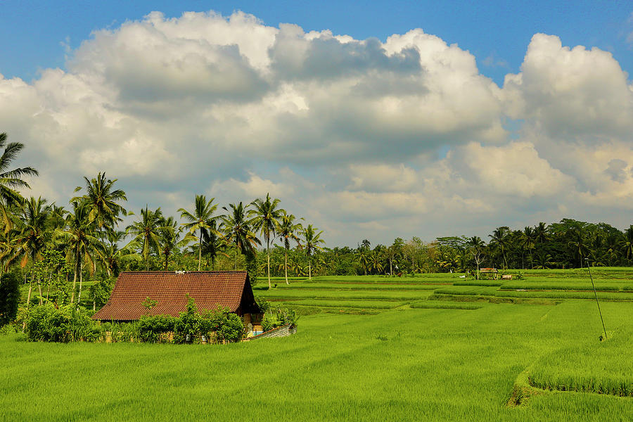 Rice Field, Bali, Indonesia #1 Photograph by Bob Pool