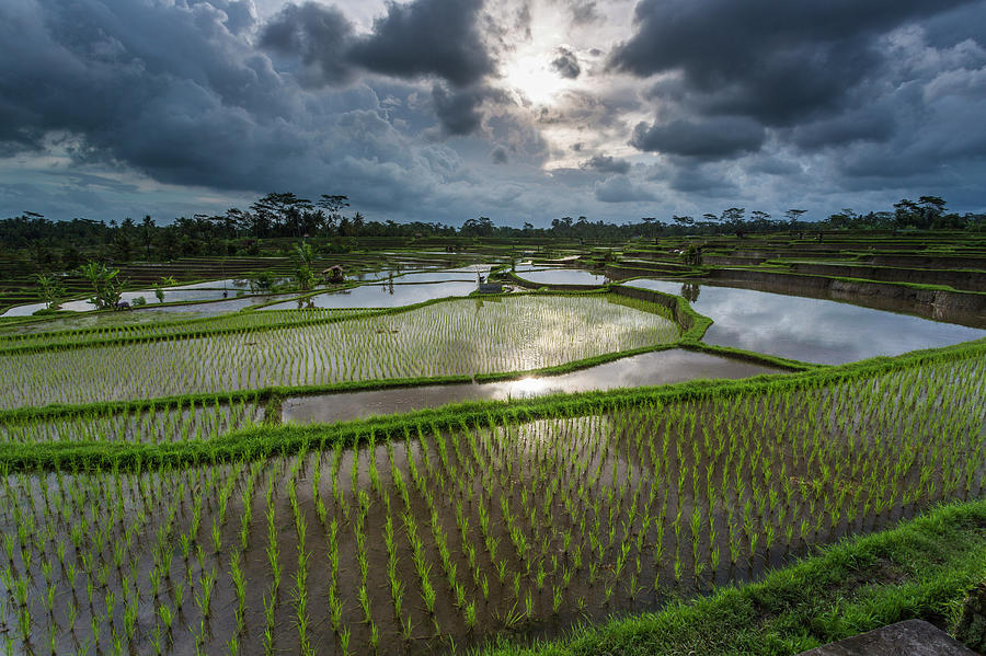Rice Terraces In Central Bali Indonesia #1 Photograph by Gavriel Jecan