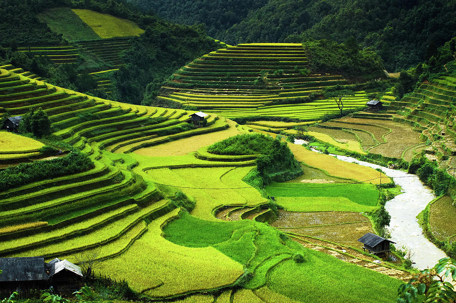 Rice Terraces In Mu Cang Chai, North Photograph By 117 Imagery - Fine 