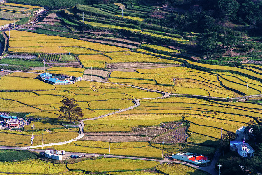 Rice Terraces #1 Photograph by Insung Jeon