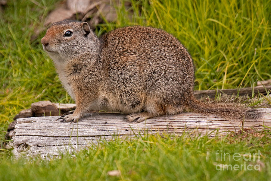 Richardson Ground Squirrel #1 Photograph by Fred Stearns