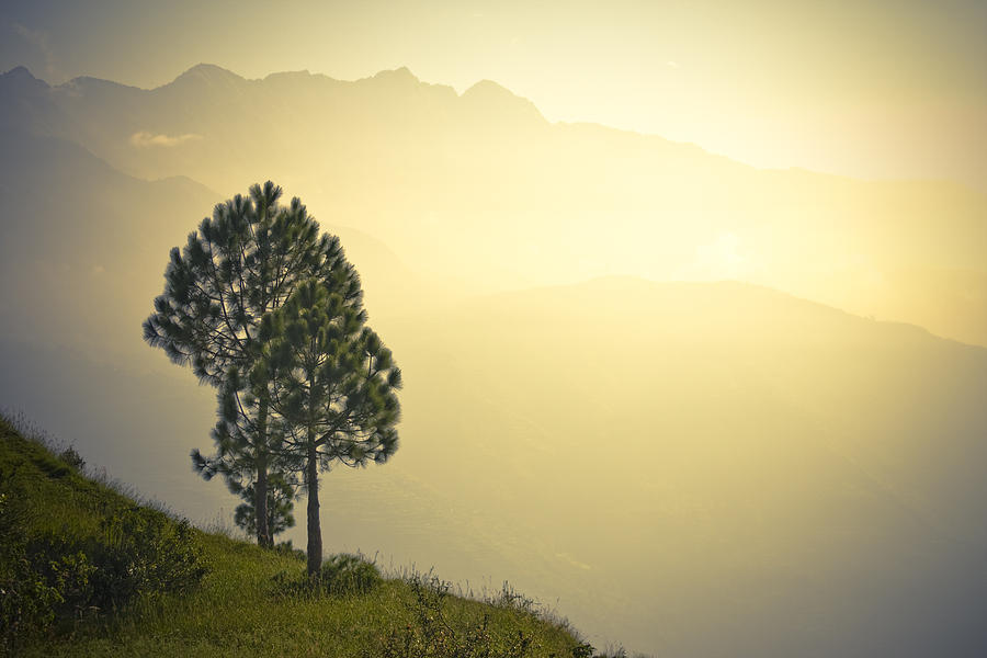Ridge up to the horizon mountains view with tree and fog #1 Photograph by Raimond Klavins
