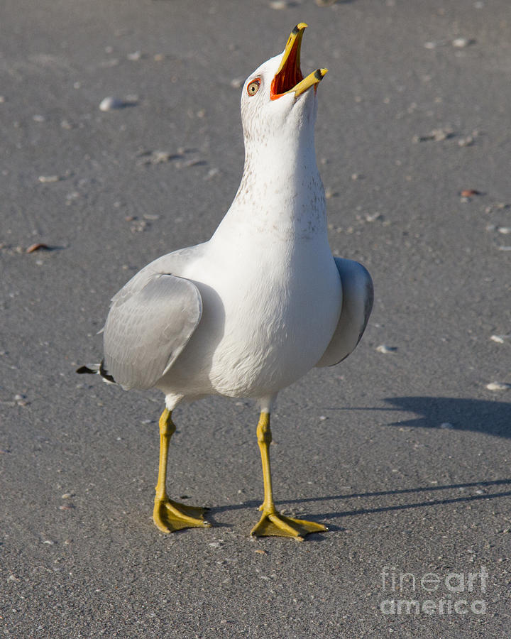 Ring-billed Gull #2 Photograph by Chris Scroggins