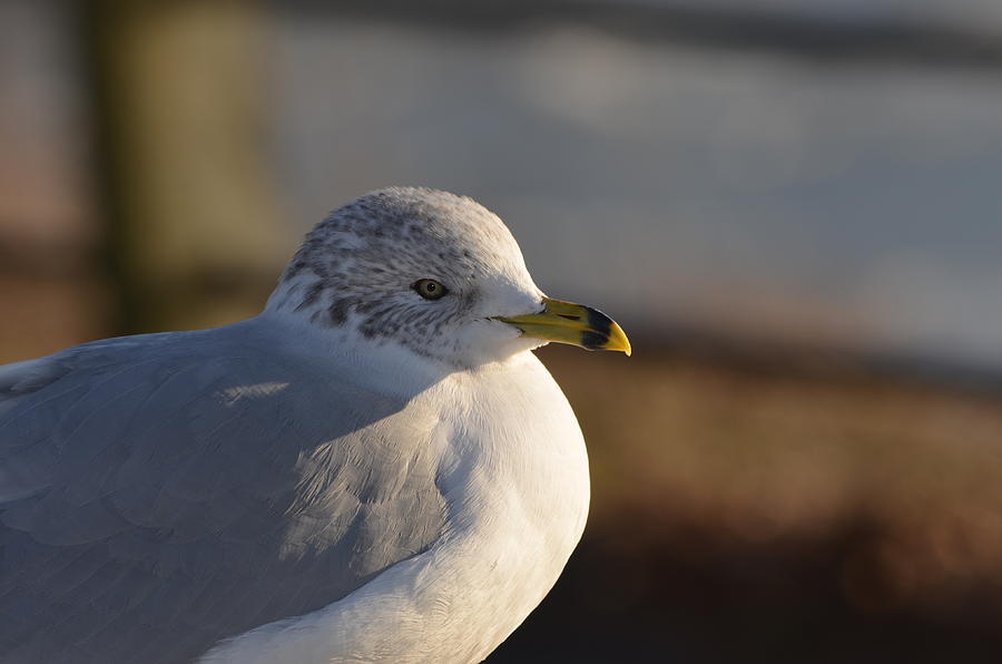 Ring-billed Gull Photograph