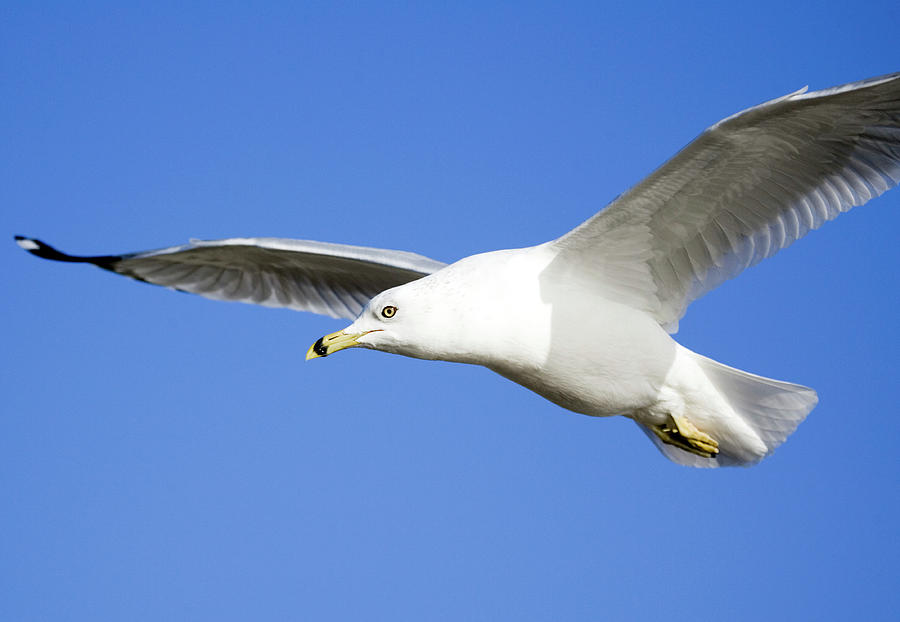 Ring Billed Gull #1 Photograph by John Devries/science Photo Library