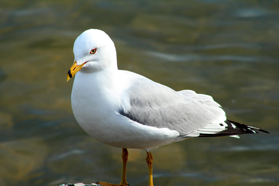 Seagull Photograph - Ring Billed Gull #1 by Scott Hovind