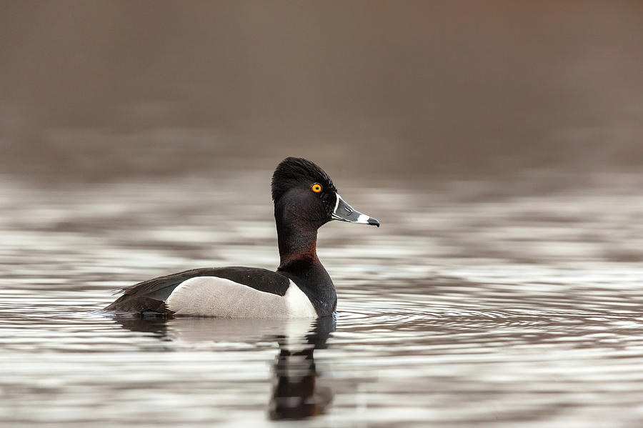 Ring-necked Duck Drake #1 Photograph by Linda Arndt