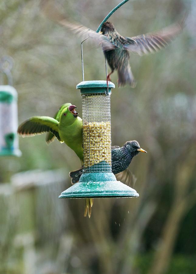 Ring-necked Parakeet And Starlings On A Bird Feeder #1 Photograph by Georgette Douwma/science Photo Library