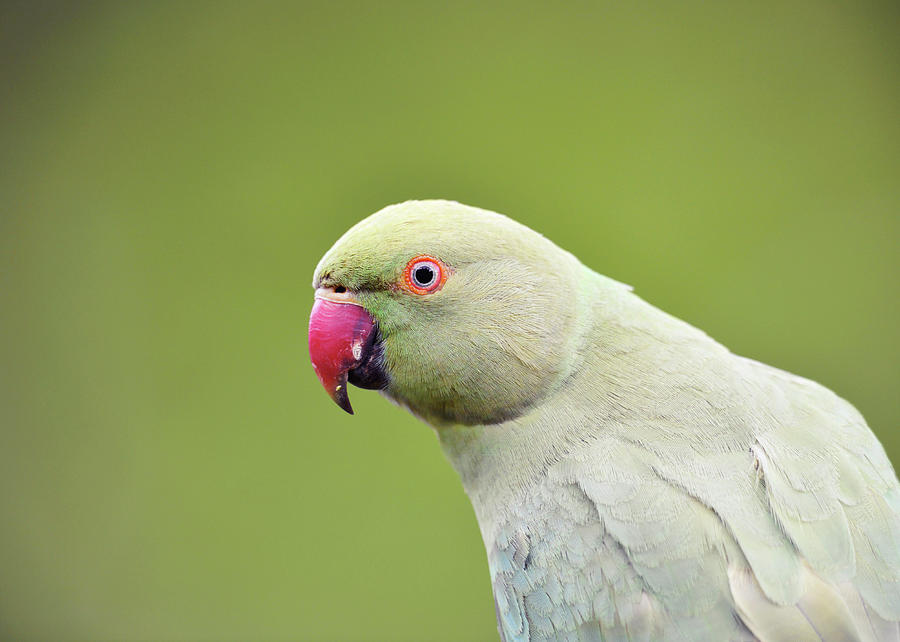 Ring-necked Parakeet #1 Photograph by Dr P. Marazzi - Fine Art America